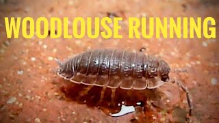 Woodlouse Running amp Standing in Water [upl. by Neurath880]