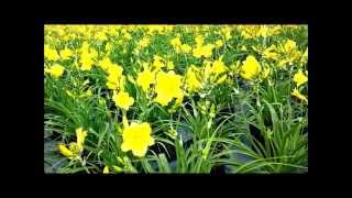 Best Perennials Hemerocallis Happy Returns Daylily [upl. by Aniretak]