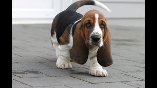 Stanley the Basset Hound Puppy  Aged 8 weeks  1 year old [upl. by Parsaye]