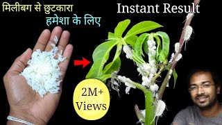 How to Easily remove Mealybugs INSTANTLY using organic Pesticide [upl. by Nannek58]