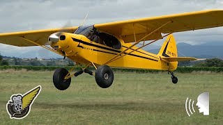 STOL Takeoff and Landing of Fully Restored Piper Cub [upl. by Trinatte]