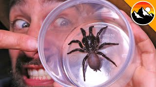 Milking the Worlds Most Venomous Spider [upl. by Ardnuhsal]