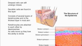 Layers of the Epidermis [upl. by Beckman]