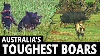 Australias Toughest Boars  Boar Hunting pig dogs hogs [upl. by Euton525]