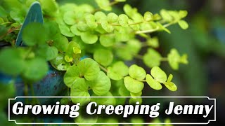 How to Grow Creeping Jenny [upl. by Carmen356]