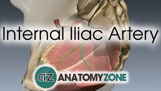 Internal Iliac Artery [upl. by Aliuqehs438]