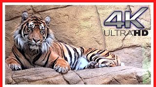 London Zoo Animals  FULL walking tour  Things to do in LONDON  3h40m [upl. by Anawk]