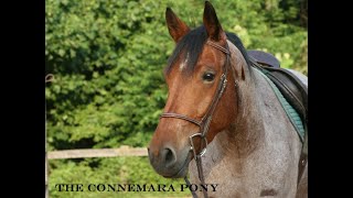 THE CONNEMARA PONY [upl. by Terrej]