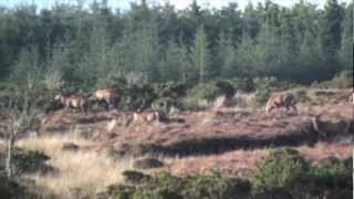 Red deer hunting in Ireland [upl. by Lenahtan]