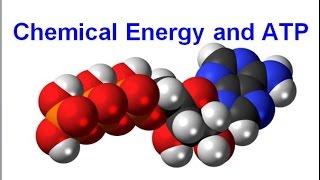 Chemical Energy and ATP regular biology updated [upl. by Elle844]