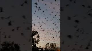 Flying Foxes of Australia [upl. by Zerimar]