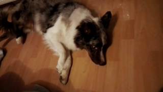 Epilepsie Hund Australian Shepherd Krampf Anfall [upl. by Elma]