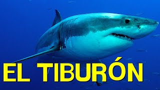 El TIBURÓN cómo vive alimentación nado morfología🦈 [upl. by Hsevahb]