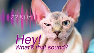 🙀🎶🙀Only Cats Can Hear This [upl. by Narf]