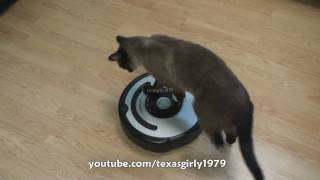 Cat shows HOW TO use iRobot Roomba Vacuum [upl. by Lodge]