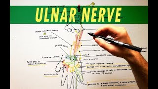 Ulnar Nerve  Anatomy Tutorial [upl. by Selfridge]