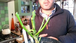 How to Overwinter Chili Pepper Plants an easy guide HD 🌶🌱 [upl. by Akemehc]