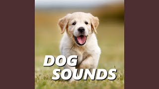 Sounds of Dogs Barking [upl. by Yhtrod]