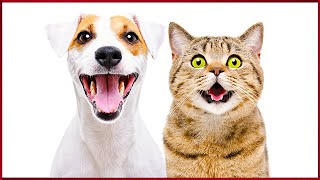 Cat Sounds To Prank Dogs [upl. by Phelips]