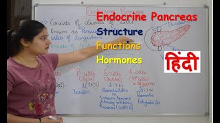 Pancreas endocrine gland in hindi  insulin  functions  structure  Rj Medical Education [upl. by Yaras]