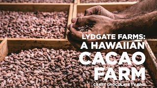 Lydgate Farms A Hawaiian Cacao Farm  Episode 11  Craft Chocolate TV [upl. by Enelegna]