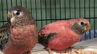 Pink Bourke’s Parakeet Parrot Singing [upl. by Augie]