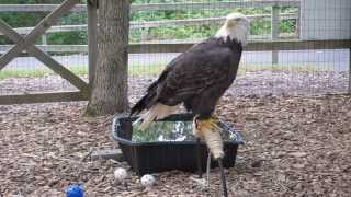 What Bald Eagles Really Sound Like [upl. by Yelrak]