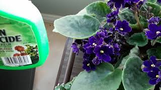 Mealy bugs African Violet Identification and treatment [upl. by Enaed]