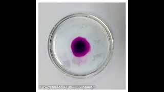 Potassium Permanganate Diffusion Time Lapse [upl. by Sethi]