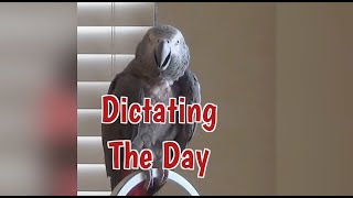 Einstein Parrot Dictates The Day [upl. by Rori44]