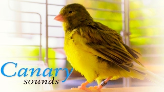 Canary Sound  Bird Sound [upl. by Enomsed869]