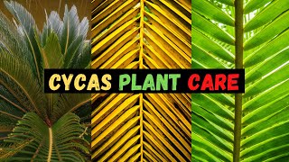 Cycas Plant Care  Sago Palm  Care Tips amp Fertiliser  cycas revoluta [upl. by Whit851]