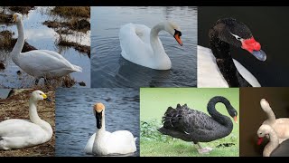 Las Razas de cisnes del mundo [upl. by Arraet]