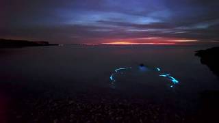 Plancton bioluminiscente [upl. by Almira]