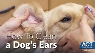 Cleaning A Dogs Ears  Veterinary Training [upl. by Hogarth]