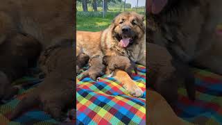 Caucasian shepherd puppies [upl. by Jeni97]