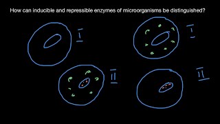 Definition of inducible and repressible enzymes [upl. by Airdnola]