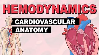 Cardiovascular System Anatomy  Hemodynamics Part 1 [upl. by Franzoni101]