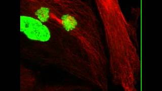 Cell Division with Missing Centrioles [upl. by Yul]