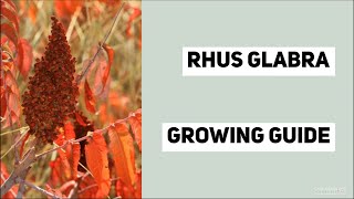 Rhus glabra Smooth Sumac  All You Need to Know to Get Started  by Gardeners HQ [upl. by Neau]