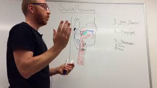 Swallowing Mechanism Three phases [upl. by Nosyd]