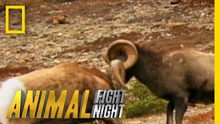 These Rams Go Head to Head  Literally  Animal Fight Night [upl. by Enelime]