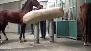 Mating Horses Breeding  HORSE MATING Donating Sperm MIX [upl. by Romona]