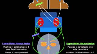 Facial Palsy Upper and Lower Motor Neuron Lesions  Dr MDM [upl. by Baer]