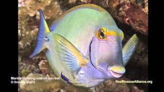 Eyestripe Surgeonfish [upl. by Claretta121]