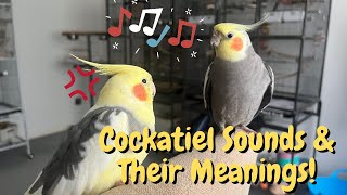 Cockatiel Sounds and Their Meanings  TheParrotTeacher [upl. by Anderea]