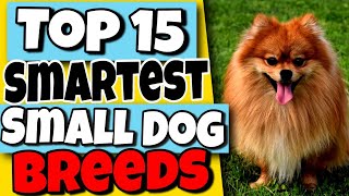 Top 15 Smartest Small Dog Breeds 🐕 Surprisingly Intelligent Small Dogs [upl. by Carroll246]