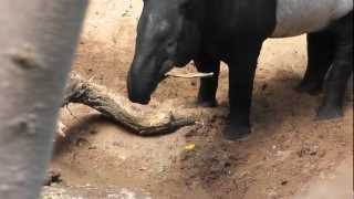 On Location The Malayan Tapir [upl. by Ganny]