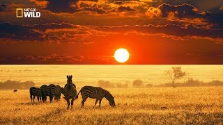 Savannah Life Wild Africa National Geographic Documentary HD 2017 [upl. by Aileno]