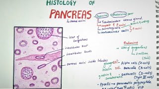 Duodenum and Pancreas Dr Adel Bondok [upl. by Enahpets]